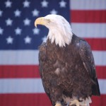 eagle-and-flag.JPG
